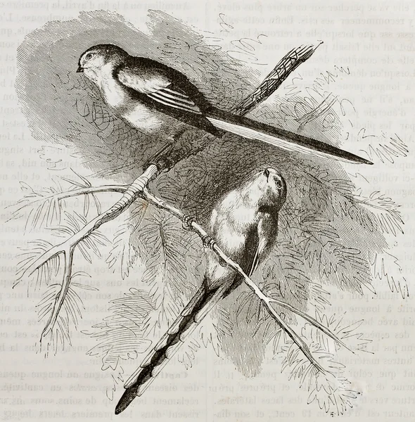 Μακράς-tailed tit — Φωτογραφία Αρχείου