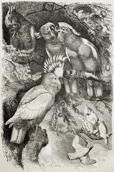 Główny kakadu mitchell — Zdjęcie stockowe