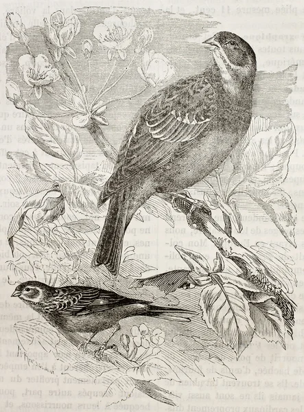 Bayağı kiraz kuşu — Stok fotoğraf