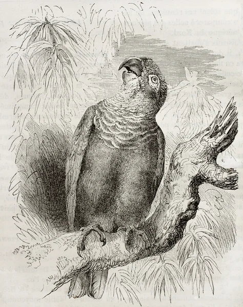 Pionus meststruus — Foto Stock