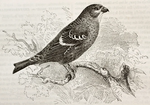 Pinicola enucleator