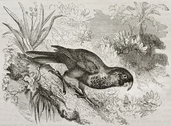 Psitteuteles versicolor — Φωτογραφία Αρχείου