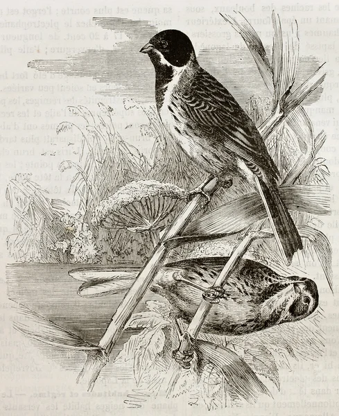 Reed Bunting — Stock Photo, Image