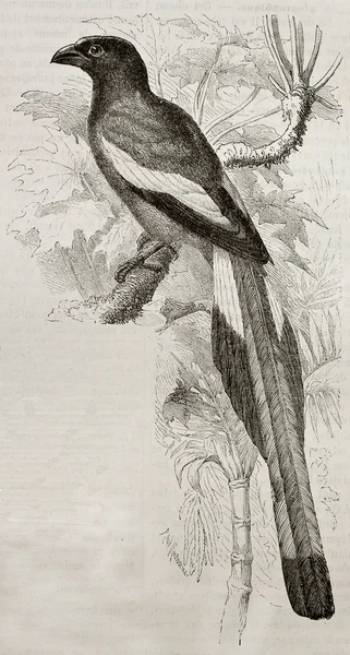 Ερυθροκίτρινος treepie — Φωτογραφία Αρχείου