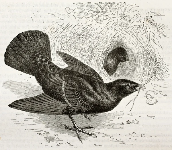 Bowerbird satinado — Foto de Stock