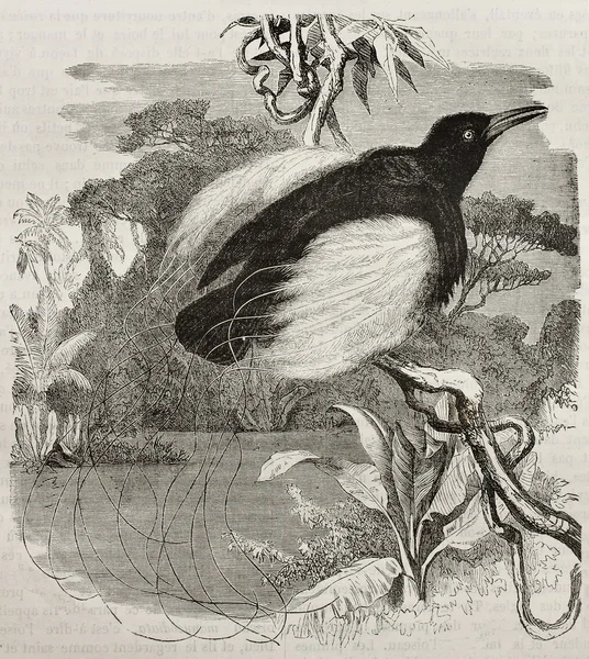Δώδεκα-ενσύρματο πουλί του παραδείσου — Φωτογραφία Αρχείου