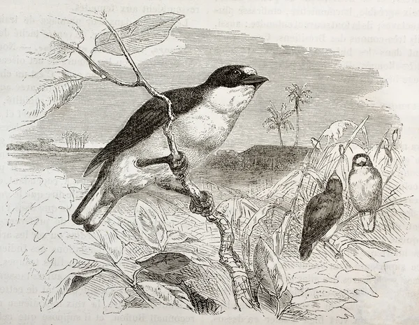 Violaceus Euphonia