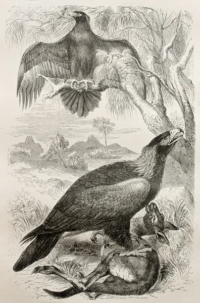 Águia-de-cauda-cunha — Fotografia de Stock