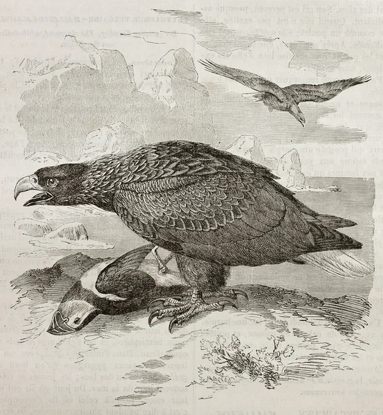 White-tailed Eagle — Stock Photo, Image