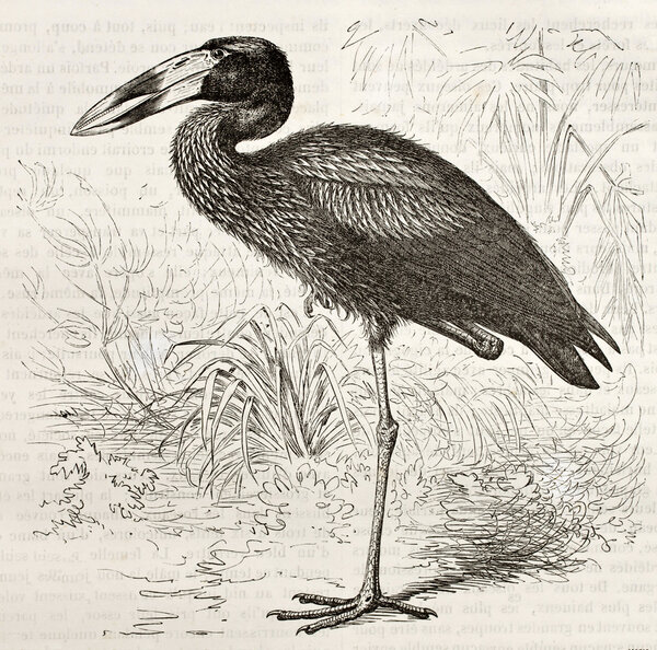 African Openbill