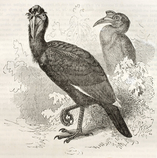 Abyssinian Ground Hornbill