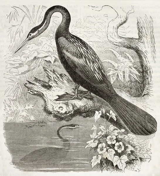 Anhinga — Foto de Stock