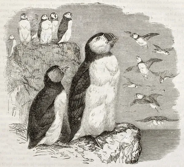 大西洋海雀 — 图库照片
