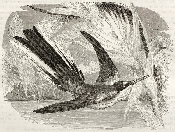 Μαύρο-eared νεράιδα — Φωτογραφία Αρχείου