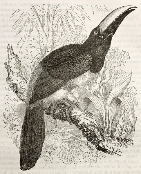 Black-necked Aracari — Stock Photo, Image