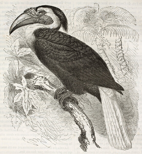 Blyth Hornbill