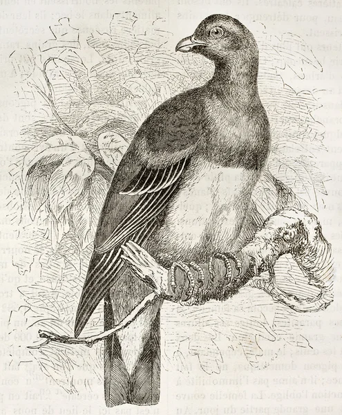 브루스 그린 비둘기 — 스톡 사진