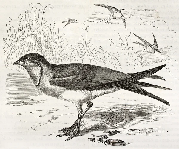 Yakalı pratincole — Stok fotoğraf