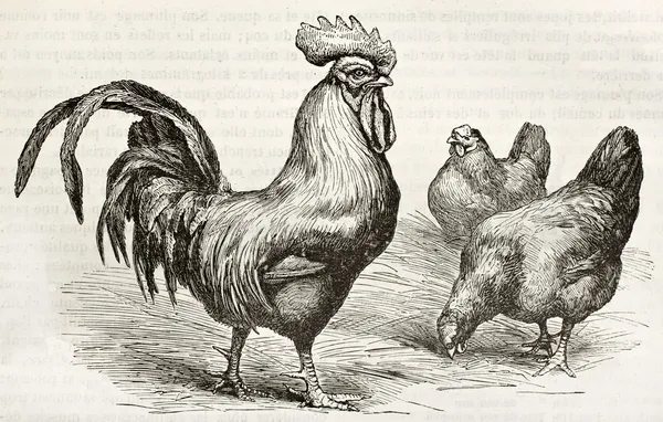 Dorking kurczaka bis — Zdjęcie stockowe