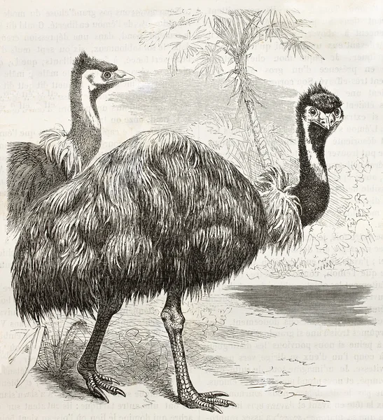 Emu vecchia illustrazione — Foto Stock