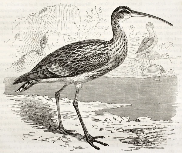 Eurasiska curlew — Stockfoto