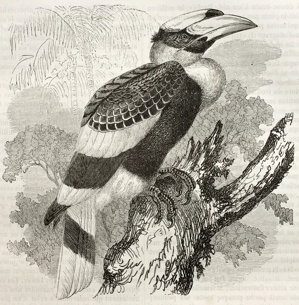 Velké hornbill — Stock fotografie