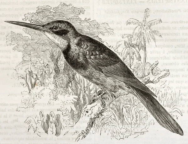 Πράσινο-tailed jacamar — Φωτογραφία Αρχείου