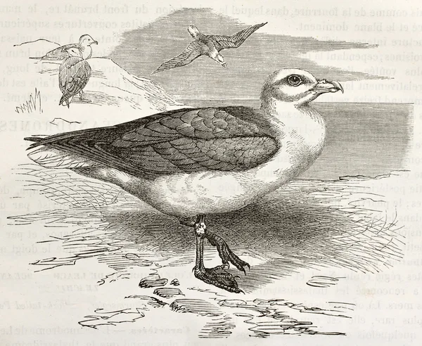 Fulmar zwyczajny szary — Zdjęcie stockowe