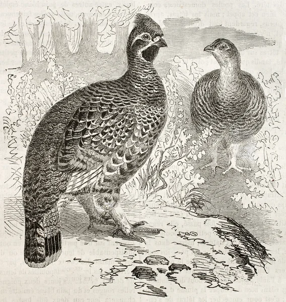 Hazel Grouse — Stock Photo, Image