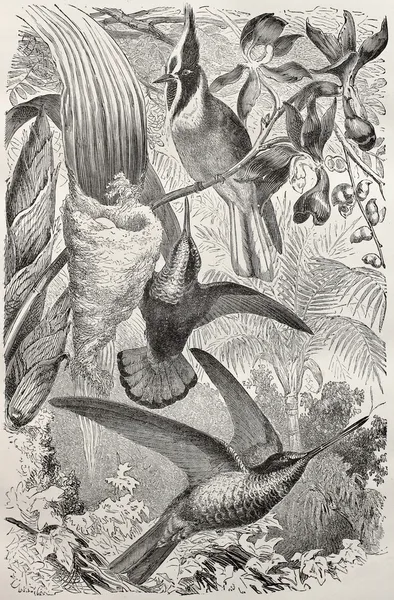 Колибри — стоковое фото