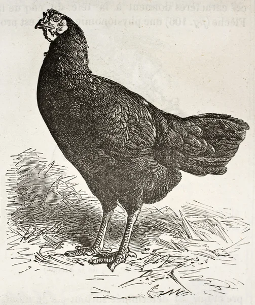 La fleche kyckling bis — Stockfoto