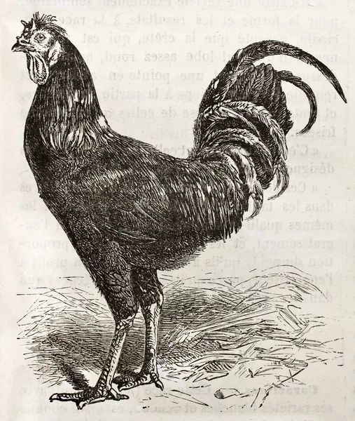 La Fleche pollo bis — Foto de Stock