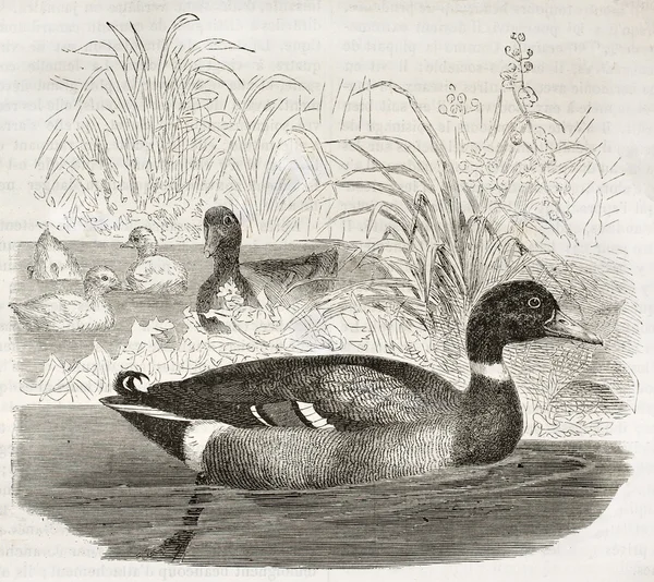 Mallard — Stock fotografie