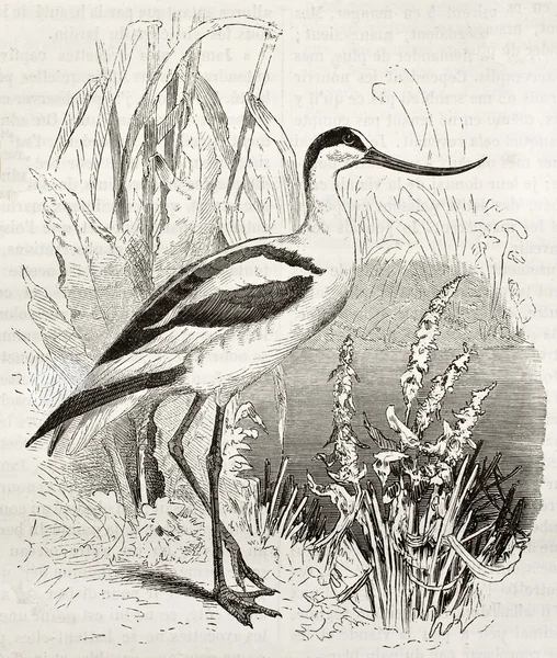 얼룩 덜 룩된 avocet — 스톡 사진