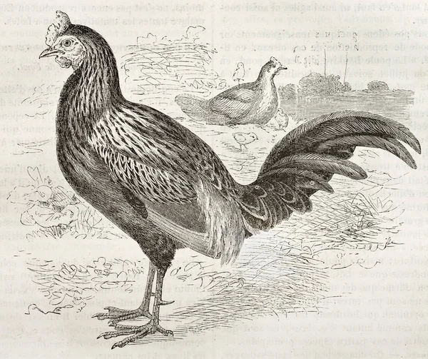 Κόκκινο junglefowl — Φωτογραφία Αρχείου