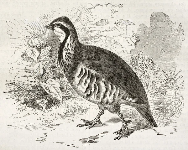 Red-legged Partridge — Stock Photo, Image