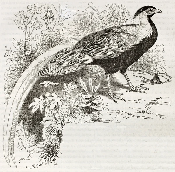 Silver Pheasant — Stock Photo, Image