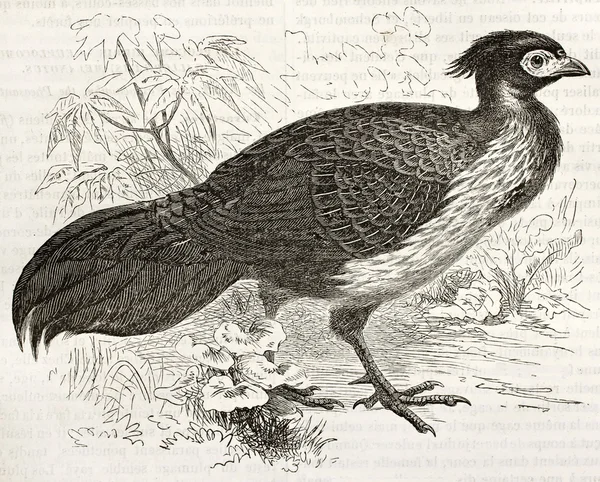 Swinhoe Pheasant — Stock Photo, Image