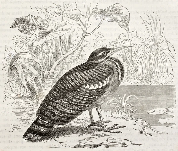 Sunbittern — Stock Photo, Image