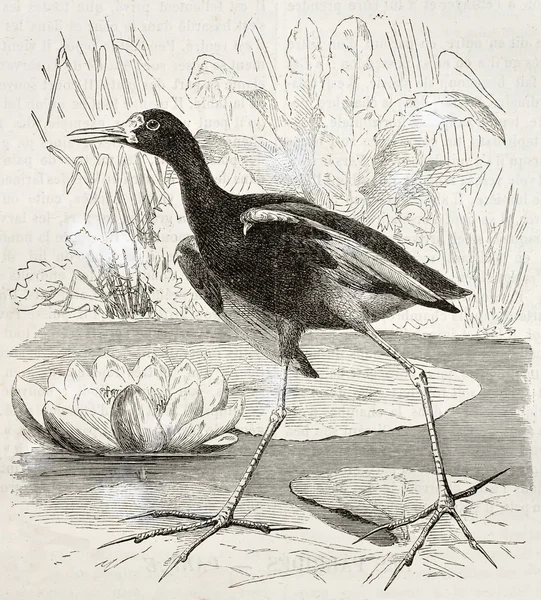 Jacana secouée — Photo