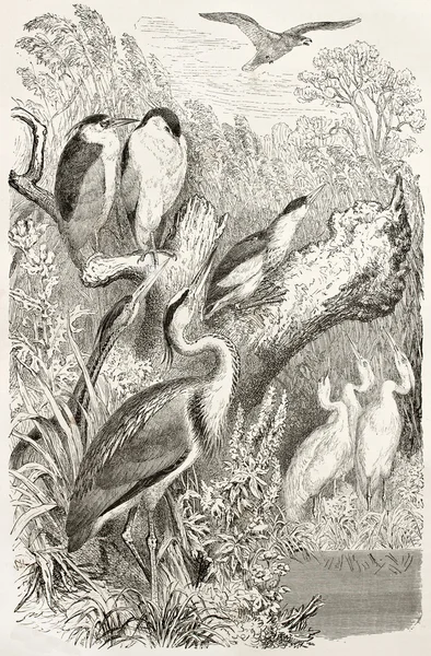 Vogels (Threskiornithidae) — Stockfoto