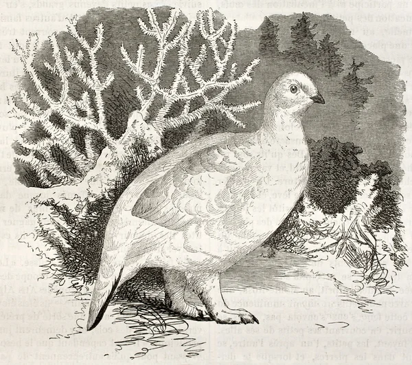 Sauce Ptarmigan bis — Foto de Stock