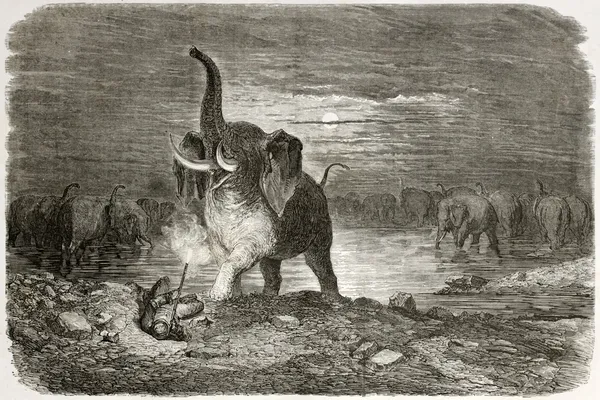 Éléphant attaquant — Photo