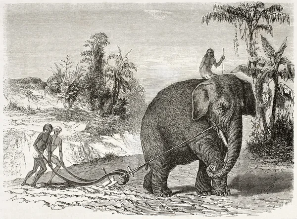 犁地的大象 — 图库照片