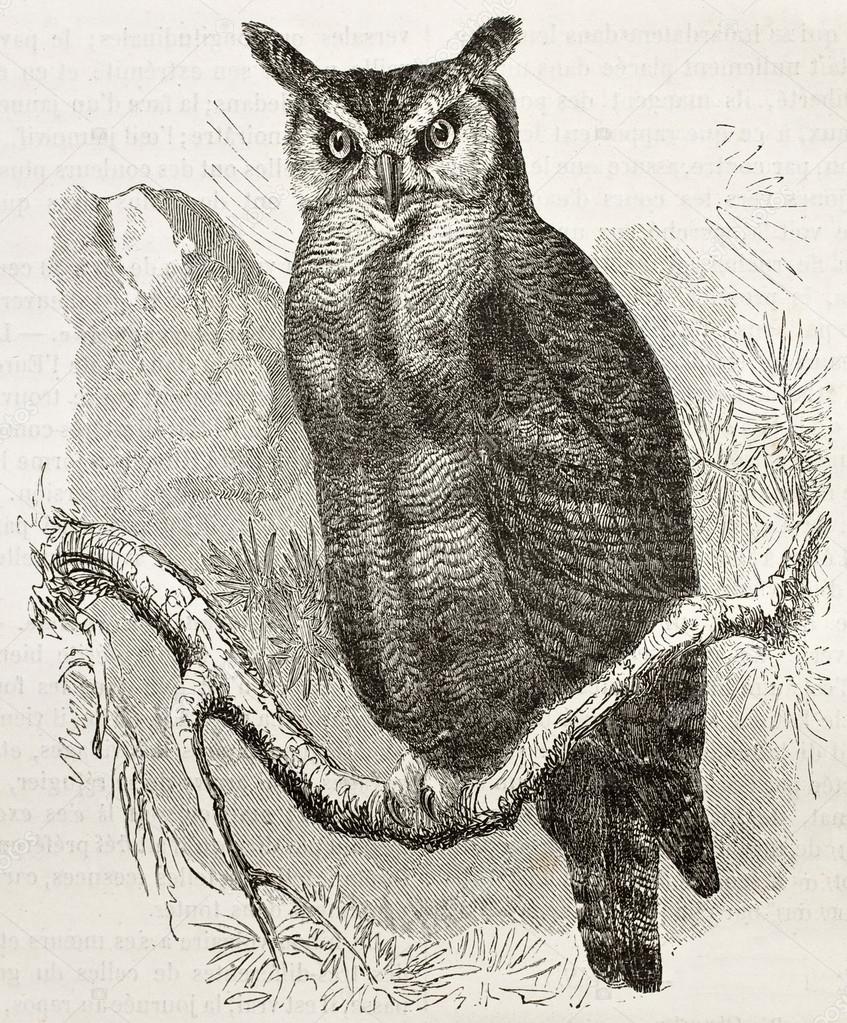 Great Horned-owl