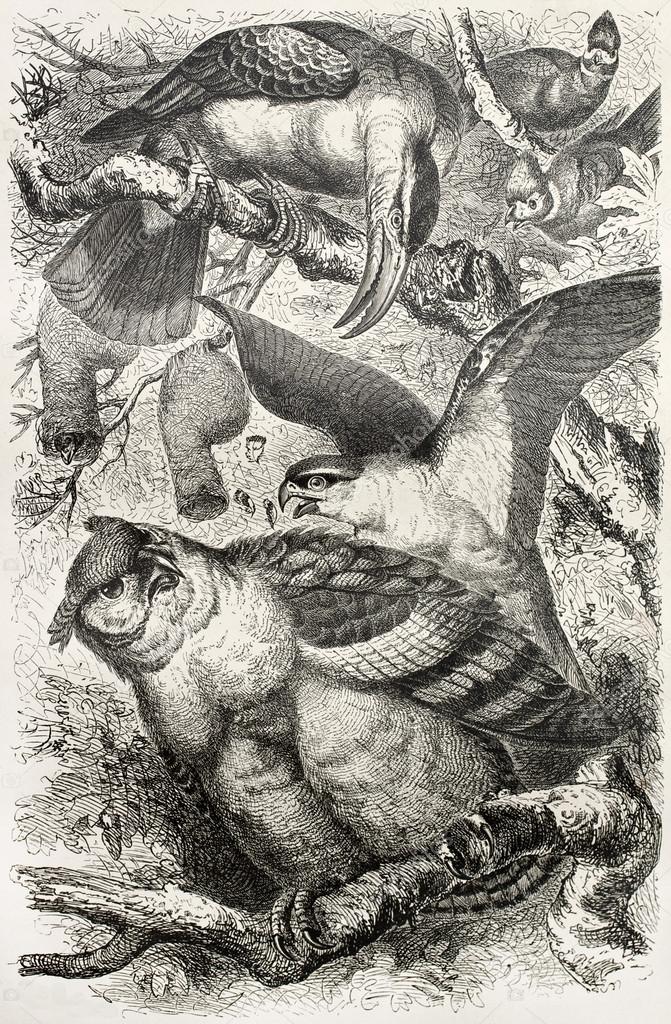 Greyish Eagle-owl