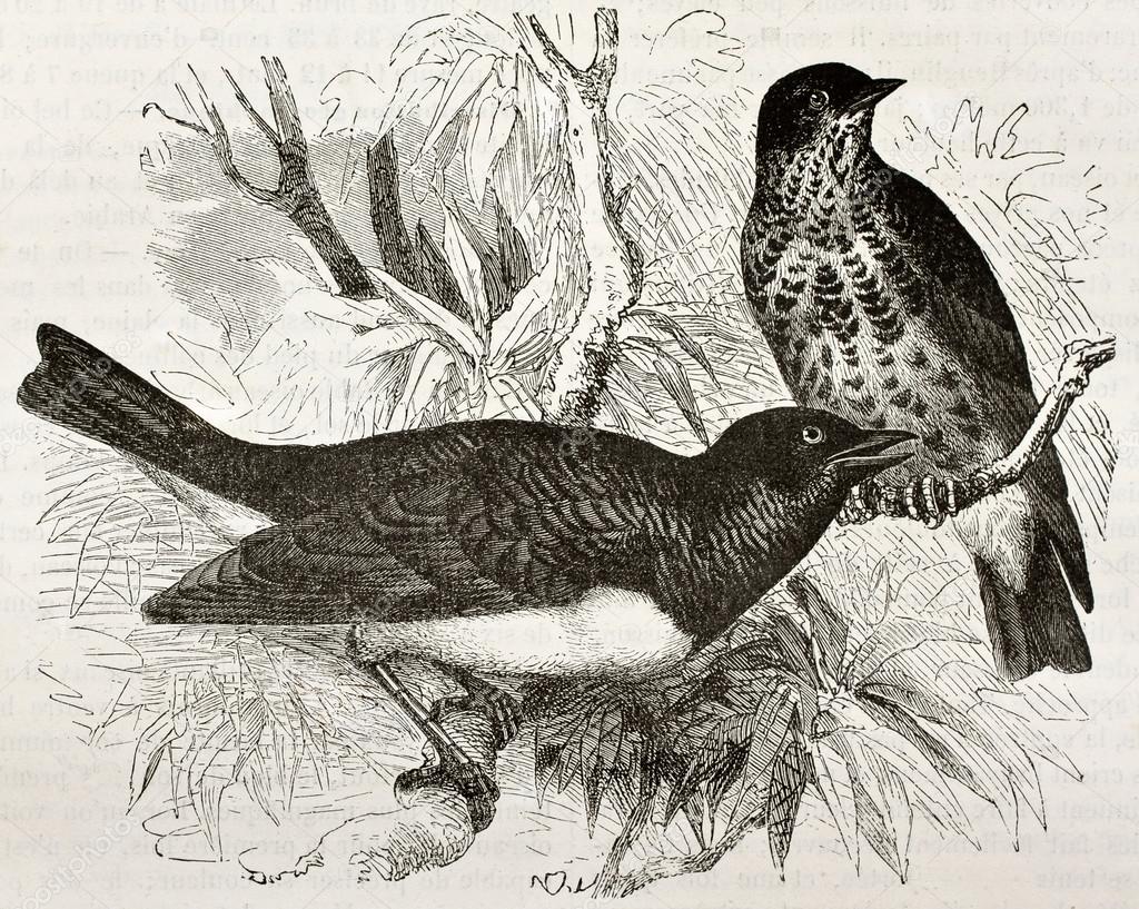 Tanimbar starling