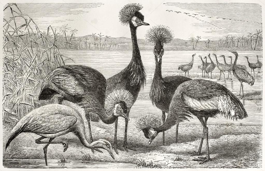 Black Crowned Crane and Demoiselle Crane