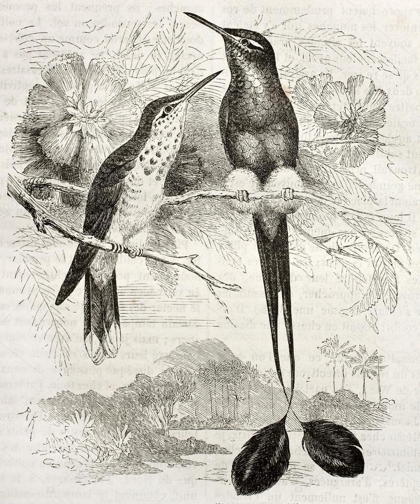 Booted Racket-tail