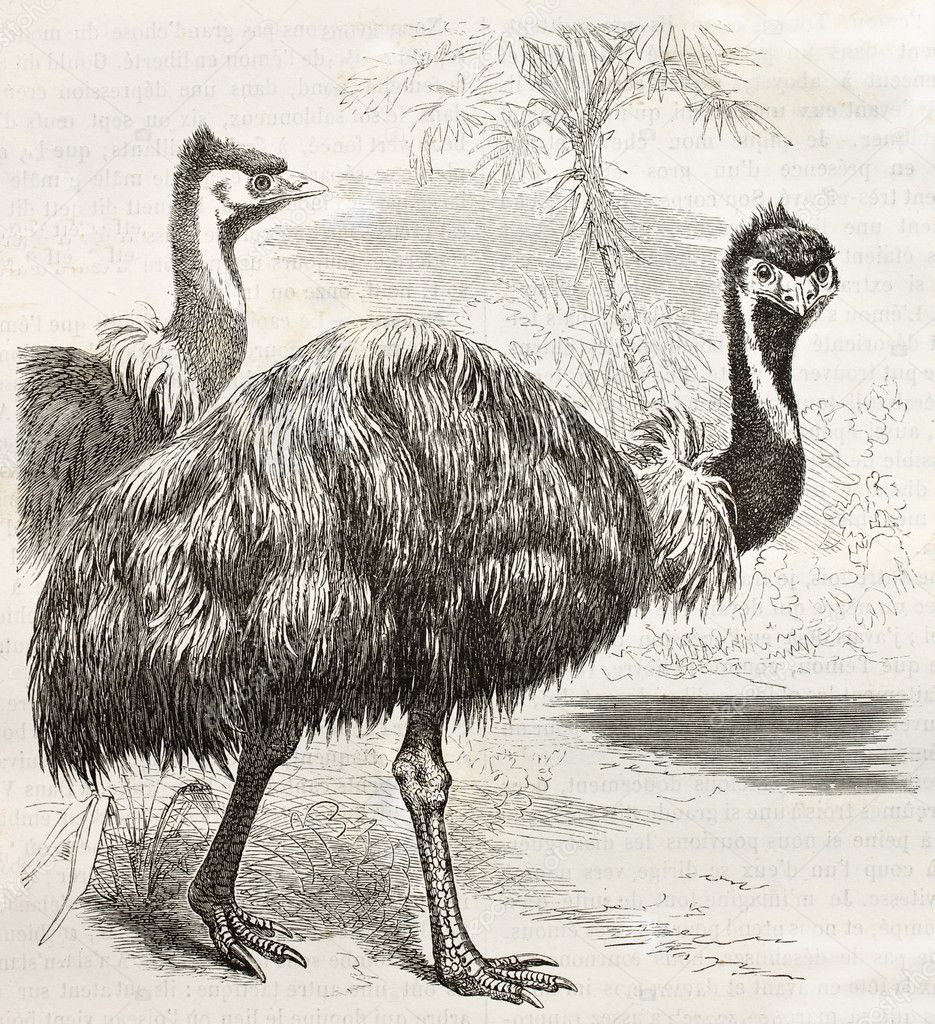 Emu old illustration